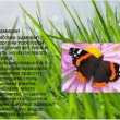 Fluture amiral: descriere, aspect vernal, caracteristicile speciei