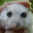 Boli ale ochilor la hamsteri