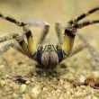 Păianjenul soldatului rătăcitor brazilian