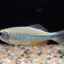Pești de acvariu zebrafish: specii de zebrafish, îngrijire, reproducere