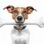 Ce și cum să hrănești jack russell terrier: o dietă sănătoasă pentru un cățeluș și un câine adult