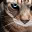 Cum se tratează conjunctivita la pisici?