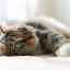 Diagnosticul și tratamentul obstrucției intestinale la pisici la domiciliu