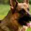 Displazia șoldului la câini: simptome, tratamente și consecințe