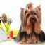 Îngrijirea câinilor: secretele tunsorilor și papionului