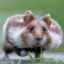 Hamster comun (sălbatic): cum arată, unde trăiește, ce mănâncă