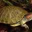 Cum se împerechează broaștele țestoase acasă?