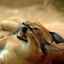 Desert linx caracal: descrierea și îngrijirea pisicii de stepă
