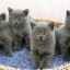 Pisicile britanice: caracteristici, culoare, descrierea standardului
