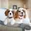 Rase de câini mici pentru un apartament: o listă cu fotografii și descrieri