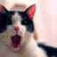 Mastita de pisică: cauze, simptome, tratament
