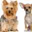 Metis chihuahua și yorkshire terrier: toate caracteristicile de îngrijire și întreținere