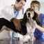 Nevralgia sau afectarea nervilor la câini