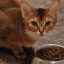 Hrănirea corectă a pisicilor și pisicilor abisiniene