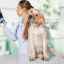 Rahitismul la pui și câini: cauze, simptome, tratament, prevenire