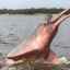 Delfin amazonian roz sau de râu