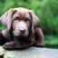 Simptomele tulburării sau a ciumei carnivore la câini și pot fi tratate acasă
