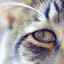 Ochii pisicii apoase: cauze și tratament