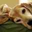 Câinele vomită bilă: cauze, simptome, tratament