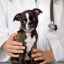 Tratamentul modern și competent al pancreatitei la un câine