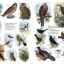 Liste de păsări rusești din enciclopedie