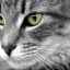 Ochii pisicii curg - principalele cauze și tratamente