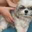 Învățarea identificării volvulusului la un câine: diagnostic și tratament