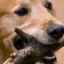 Tartrul la câini: cauze și tratament cu medicamente
