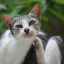 Scabie la pisici și pisici: simptome și tratament