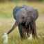 Ce tipuri diferite de elefanți mănâncă în captivitate și în sălbăticie