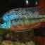 Cichlida haplochromis boadzulu într-un acvariu acasă