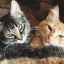 Două pisici în casă: cum să ne împrietenim cu vecinii