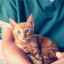 Flegmonul la pisici: cauze, diagnostic și tratament