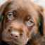 Echinococoza la câini - informații despre parazit și simptome