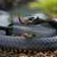 Care sunt cei mai veninoși șerpi din australia