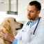Coccidioza la câini: moduri de transmitere, simptome și tratament