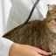 Sterilizarea laparoscopică a pisicilor: caracteristici ale metodei și îngrijirii postoperatorii