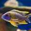 Ciclide malawiene: păstrarea, hrănirea și compatibilitatea peștilor în acvariu