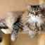 Miozita la pisici: informații de bază despre boală și cum să o tratați