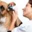 Otita medie la câini: simptome, cauze și tratament