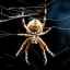 Păianjeni: câte labe au și cât timp au