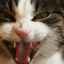 De ce o pisică scrâșnește dinții: motive fizice și psihologice