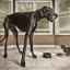 Cel mai mare câine din lume: primii 10 giganți