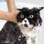 Șampon pentru purici pentru pisici: compoziție și pe care să o alegeți