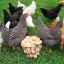 Păstrarea găinilor ouătoare acasă: sfaturi și videoclipuri