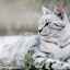 Stomacul pisicii mârâie: motivele care cauzează „uraganul” animalului de companie