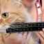 Mustățile unei pisici cad: observând starea animalului de companie