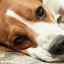 Luxația la un câine: tipuri, simptome și prim ajutor