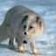 Vulpea arctică animală: descrierea și fotografia vulpii polare