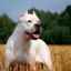 Dogo argentino - frumosul america de sud albă